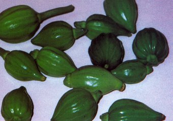 Baby Acorn Squash Nature S Produce