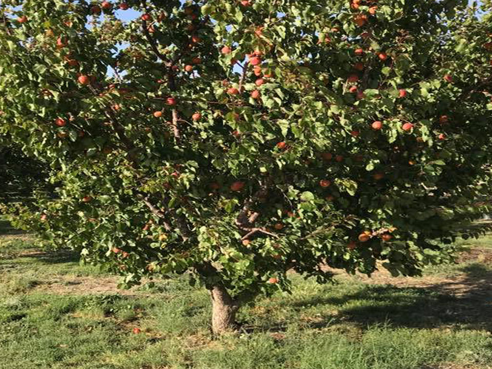 Tenerelli Orchards